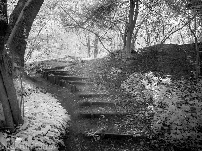 Into-The-Light 
 OLYMPUS DIGITAL CAMERA 
 Keywords: Ramalley Woods, infra red, morning, paths, spring, sun, trees, walk, woods