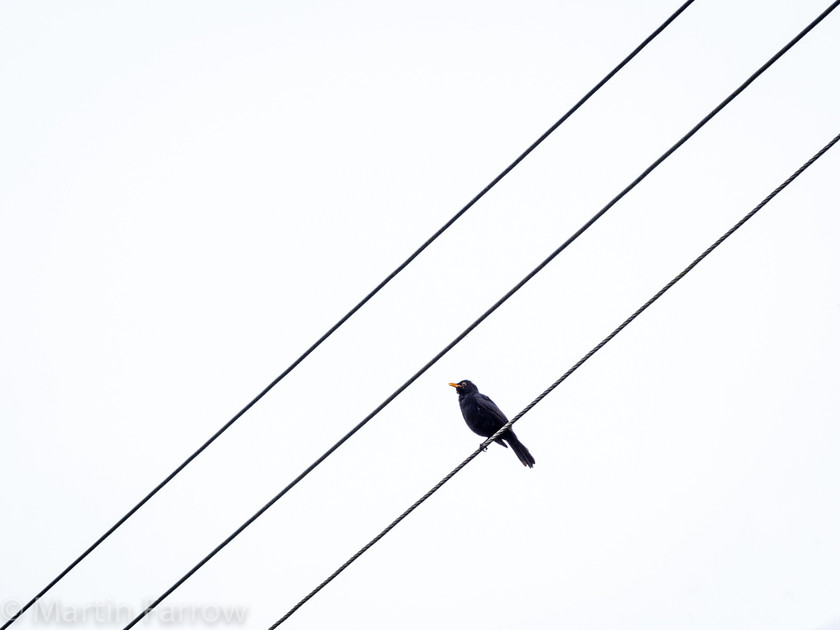 Songbird 
 Single blackbird singing on overhead wires against plain white sky 
 Keywords: blackbird, coast to coast, contrast, counteyside, lone, outdoor, singing, song, summer, three, white, wires