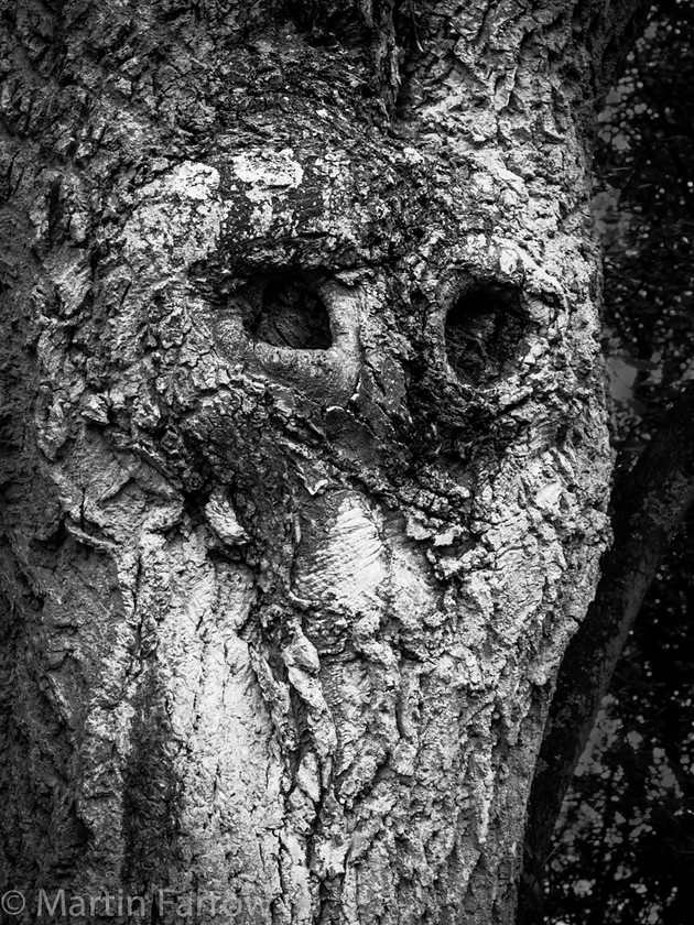 Tree-Owl 
 Owl face in bark of tree 
 Keywords: Chears, Titchfield Haven, evening, footpath, path, walk,tree,own,image,face,bark