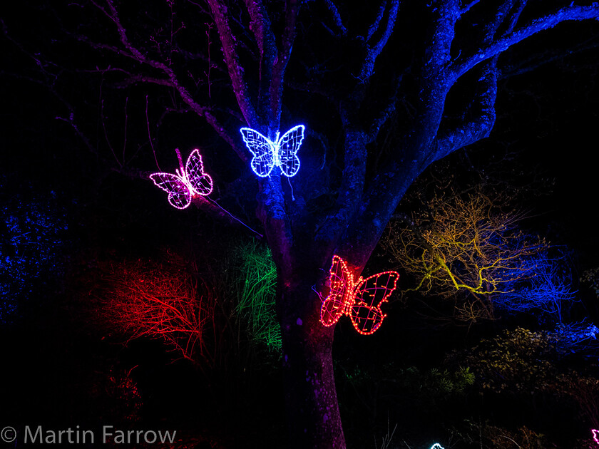 C171509 
 Keywords: Christmas, Hilliers gardens, lights, night, show, winter