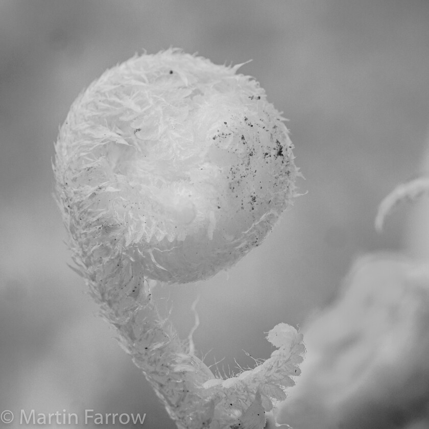 5141113 
 OLYMPUS DIGITAL CAMERA 
 Keywords: Chandlers Ford, Leven Close, fern, garden, infra red, planta, spring