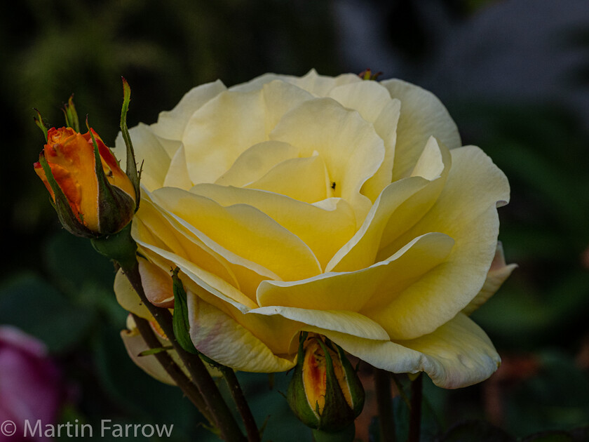 6103383 
 Keywords: Chandlers Ford, Hampshire, Leven Close, garden, outdoors, summer