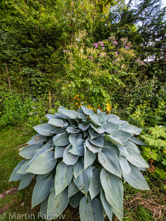 6103343 
 Keywords: Chandlers Ford, Hampshire, Leven Close, garden, outdoors, summer