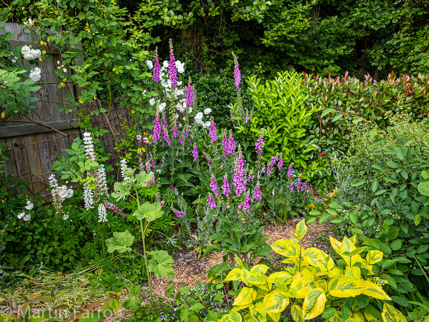 6103322 
 Keywords: Chandlers Ford, Hampshire, Leven Close, garden, outdoors, summer