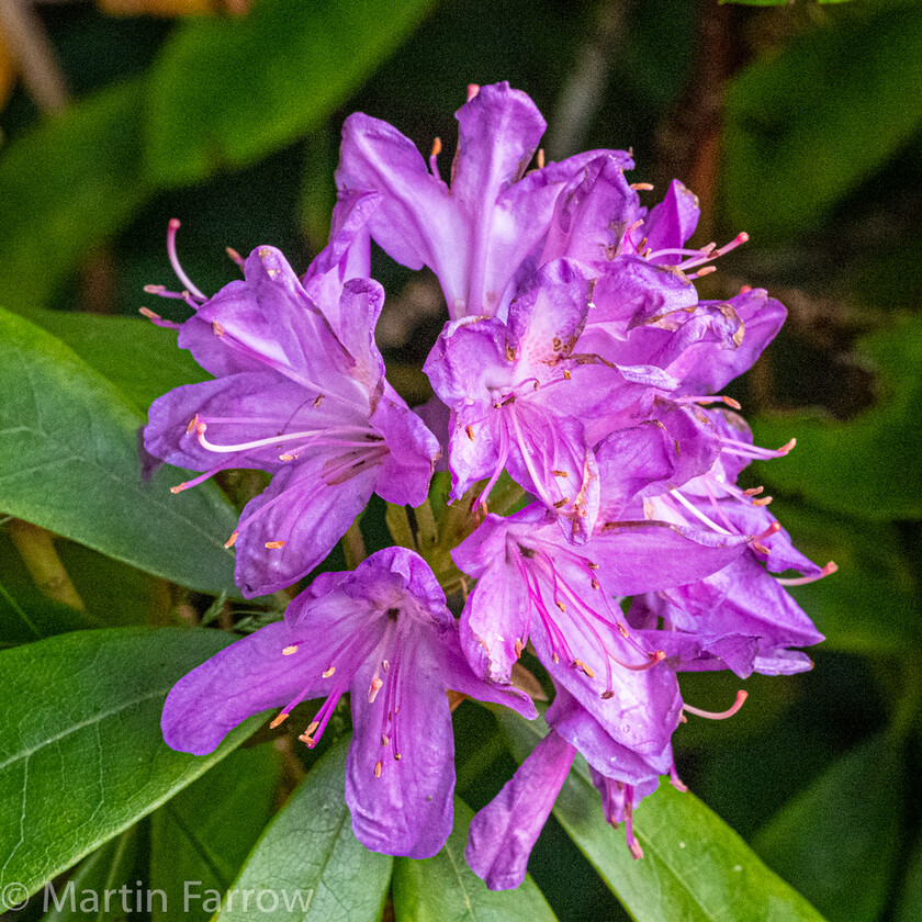 6103357 
 Keywords: Chandlers Ford, Hampshire, Leven Close, garden, outdoors, summer