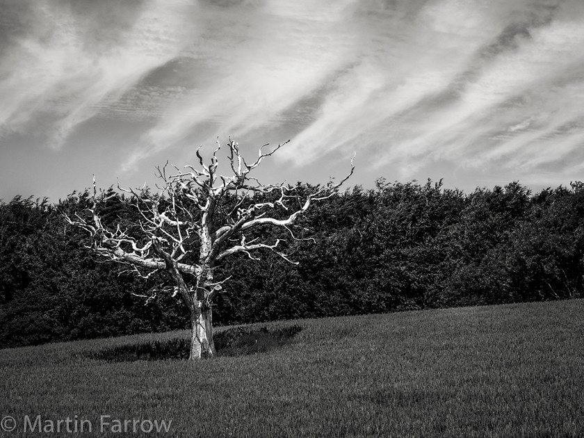 Defiant 
 Stark dead tree in wheat field against woods with striped clouds, monochrome 
 Keywords: Cocking Hill, Sussex, clouds, countryside, crop, dead, field, landscape, lines, monochrome, skeletal, spring, stark, tree