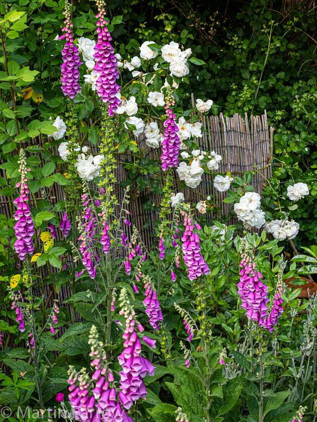 6103369 
 Keywords: Chandlers Ford, Hampshire, Leven Close, garden, outdoors, summer