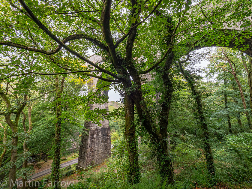 9282307-HDR 
 OLYMPUS DIGITAL CAMERA 
 Keywords: Cornwall, Liskeard, Luxulian Valley, autumn, green, shade, wooded, works