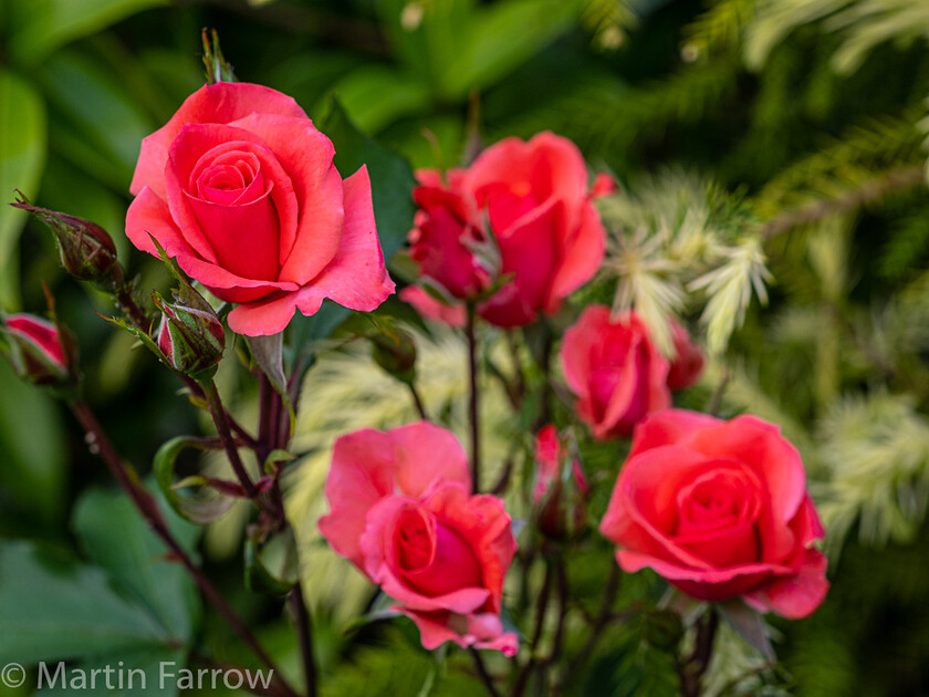 6103386 
 Keywords: Chandlers Ford, Hampshire, Leven Close, garden, outdoors, summer