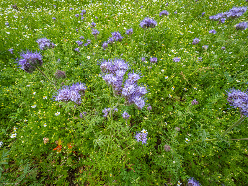 7067200 
 Keywords: 70th anniversary, Celebration, Cheriton, Flowr Pots, Ramblers, countryside, outdoors, party, summer, walk