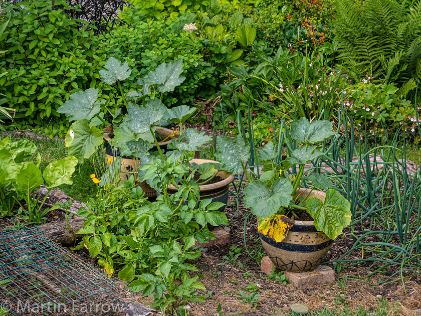 6103351 
 Keywords: Chandlers Ford, Hampshire, Leven Close, garden, outdoors, summer