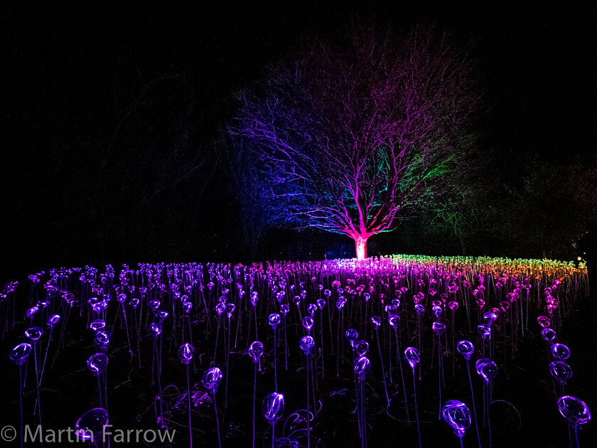 C171447 
 Keywords: Christmas, Hilliers gardens, lights, night, show, winter