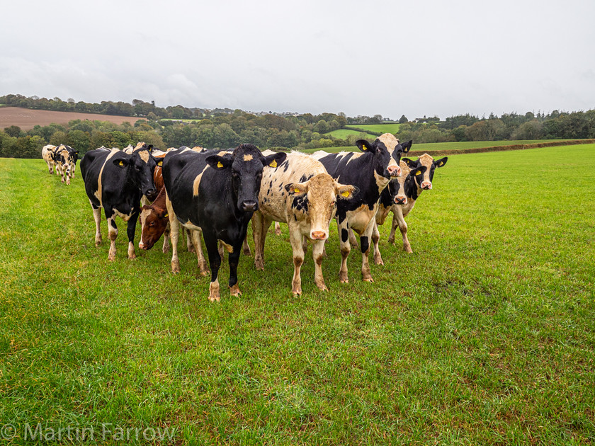 9302467 
 OLYMPUS DIGITAL CAMERA 
 Keywords: Cornwall, Liskeard, autumn, countryside, rain, walk