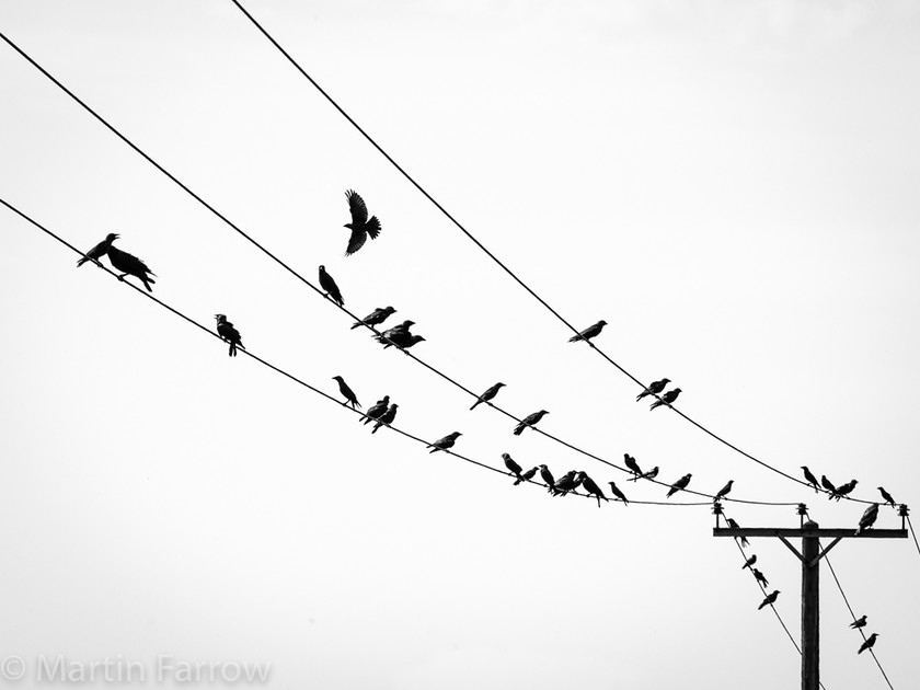 Crowing 
 Flock of crows on overhead wires against plain white sky 
 Keywords: birds, coast to coast, counteyside, crows, flock, momochrome, outdoor, overhead, summer, wires