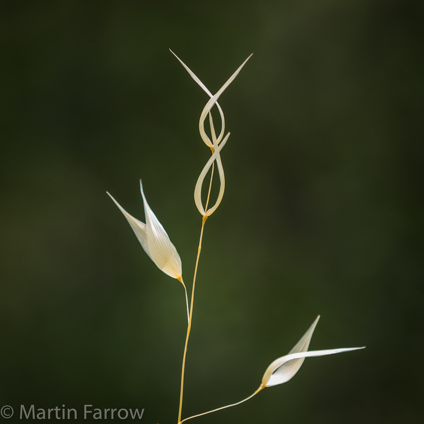 Waving 
 Single stalk of grass showing bright against dark background 
 Keywords: Greece, Stoupa, contrast, flowers, grass, lone, simple, spring, stark, waving