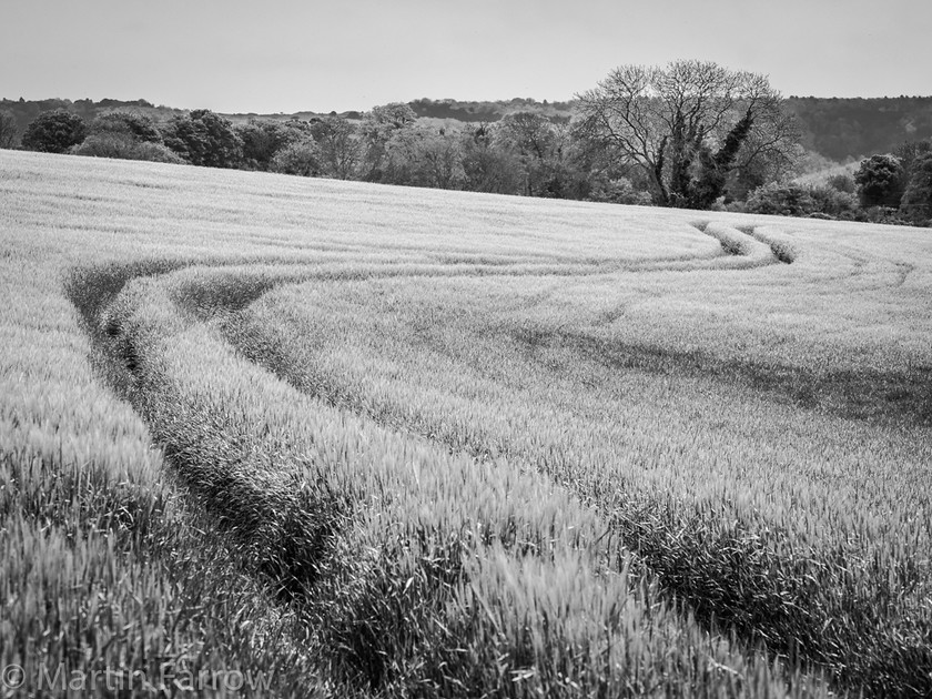 Winding-Track 
 Track winding across barley field towards far tree,monochrome 
 Keywords: East Sussex, King Vale Nature Reserve, Mardens, barley, countryside, crop, field, monochrome, spring, tracks, winding