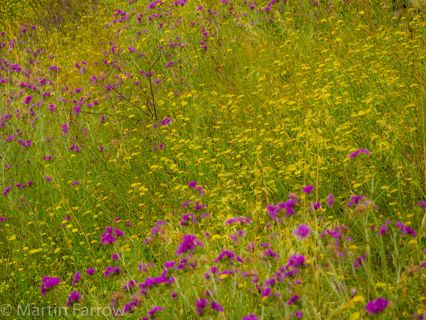 Spring-Bank 
 Yellow and purlple flowers on a meadow bank 
 Keywords: Greece, Stoupa, bank of cloud, colours, diagonal, flowers, meadow, natural, purple, spring, yellow