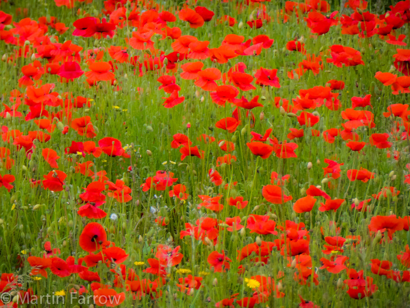 Poppy-Field 
 Field of bright red poppies 
 Keywords: South Wst Coastal Path, bright, cliff, coast, colour, countryside, field, open air, path, poppies, red