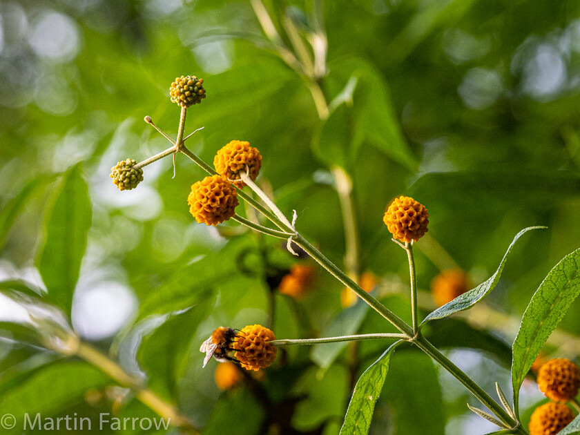 6103361 
 Keywords: Chandlers Ford, Hampshire, Leven Close, garden, outdoors, summer