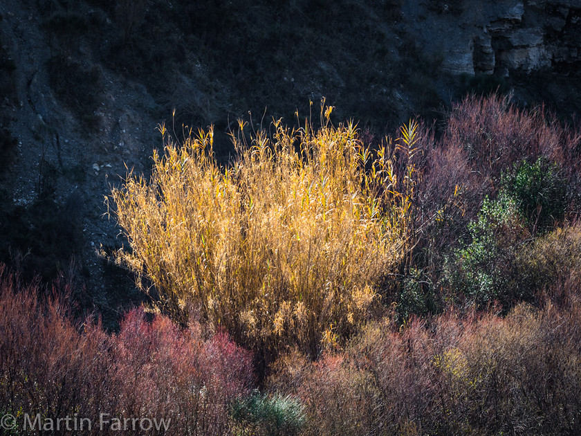 Glowing-Bush 
 Sunlit bush against dark background 
 Keywords: Alpujarras, Andalucia, Mountains, bright, bush, countryside, high, hills, spain, spring, steep, yellow