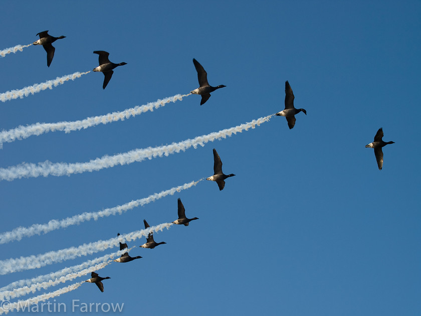 Mallard-Display-Team 
 Flight of ducks with smoke trails 
 Keywords: Beaches, Hurst Spit, birds, ducks, flight, flying,smoke,trails,vee,formation,display,fly-past