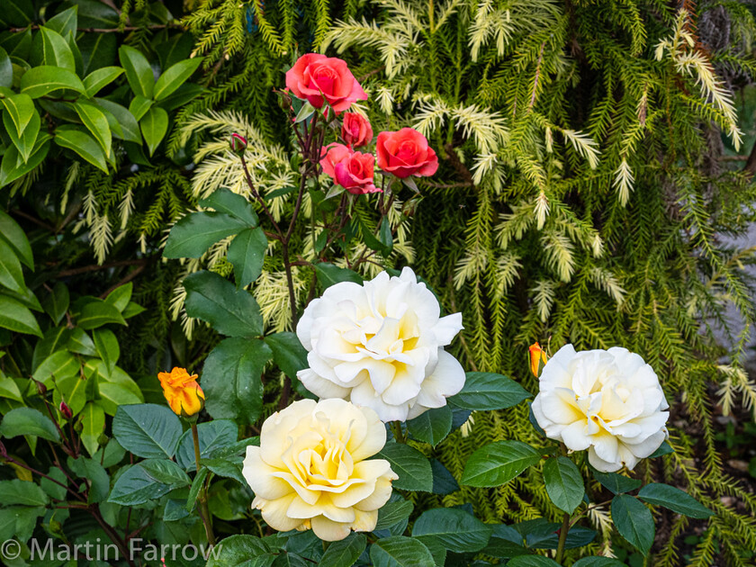 6103381 
 Keywords: Chandlers Ford, Hampshire, Leven Close, garden, outdoors, summer