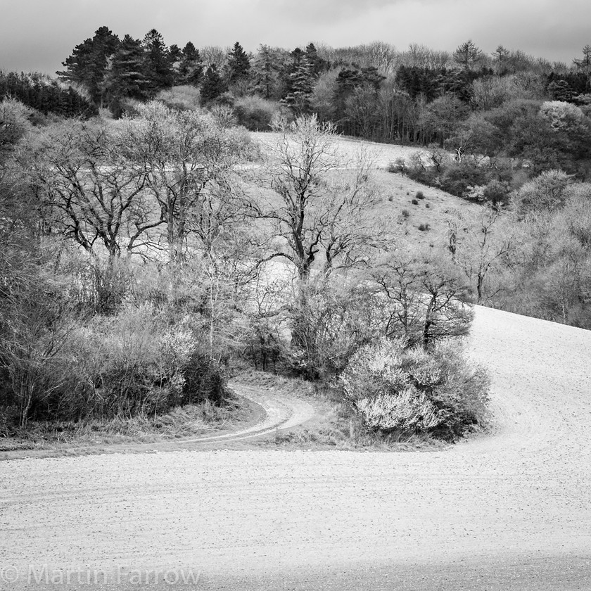 White-Field 
 White field and bare trees looking like snow 
 Keywords: countryside, landscape, spring, white field, winter, woods