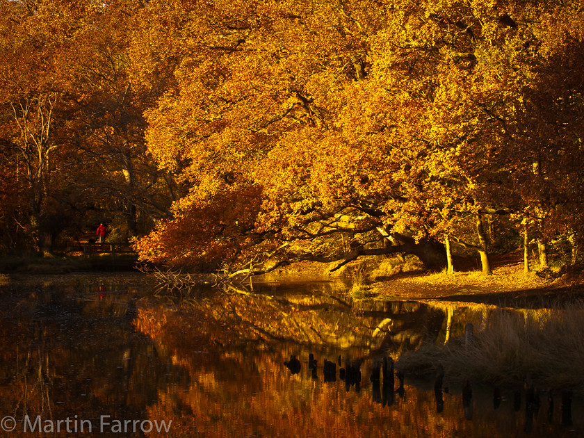 Evening-Glow 
 Autumn trees in setting sun 
 Keywords: autumn, river, trees,fall,warm,glow,reflection,evening