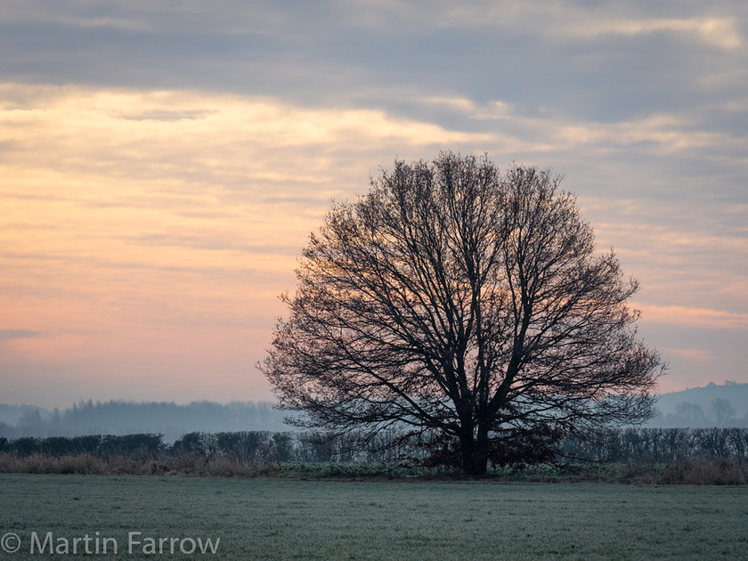 Morning-Tree 
 Lone tree and hedge on misty morning 
 Keywords: January, Stratford upon Avon, Warwickshire, cold, early, glow, mist, misty, morning, tree, winter