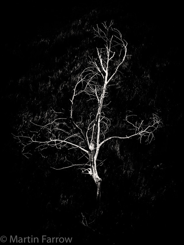 Skeletal-Tree 
 Stark white tree skeleton against black background 
 Keywords: January, Madeira, black & white, dead, lone, skeletal, stark, tree, white, winter