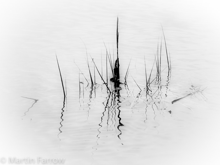 Tranquil 
 Grass in calm water 
 Keywords: River Hamble, river, water,wet,grass,reflection,mono,graphic