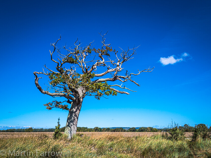 Reach-For-The-Cloud 
 OLYMPUS DIGITAL CAMERA 
 Keywords: Chichester, Chichester Harbour, Emsworth, Ramblers, Sussex, blue, coast, level, sea, shore, summer, sun, walk