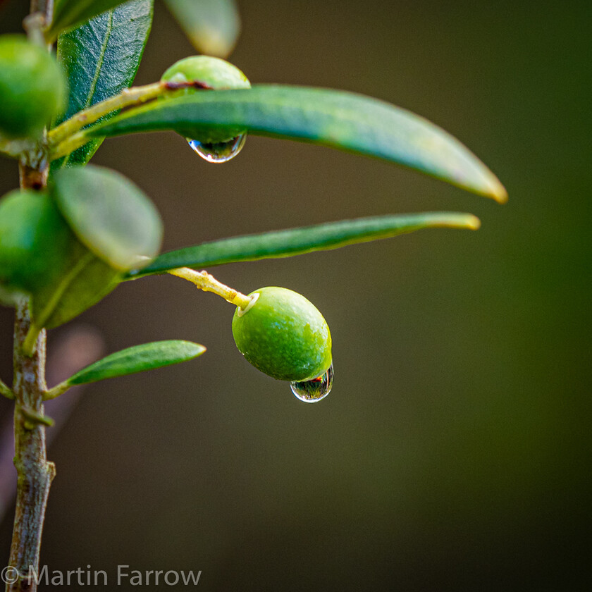 Olive 
 OLYMPUS DIGITAL CAMERA 
 Keywords: Leven Close, autumn, dew, garden, sun