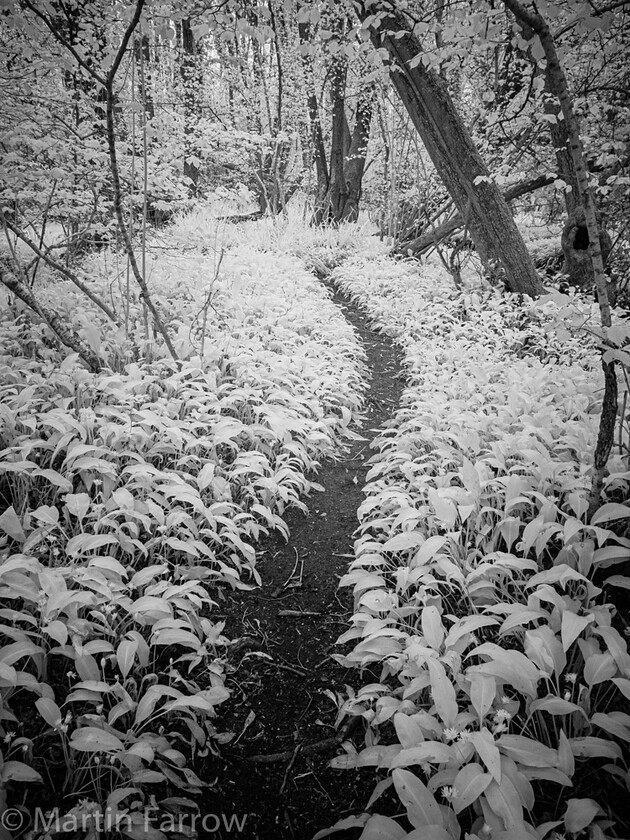 5111073 
 OLYMPUS DIGITAL CAMERA 
 Keywords: Chandlers Ford, Hampshire, infra red, spring, walk, woods