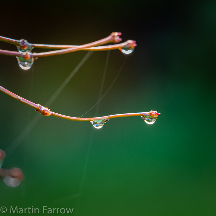 Dew-Drops 
 OLYMPUS DIGITAL CAMERA 
 Keywords: Leven Close, autumn, dew, garden, sun